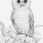 Pages Vorlagen Buch Wunderbar Big Eyed Owl Coloring Page