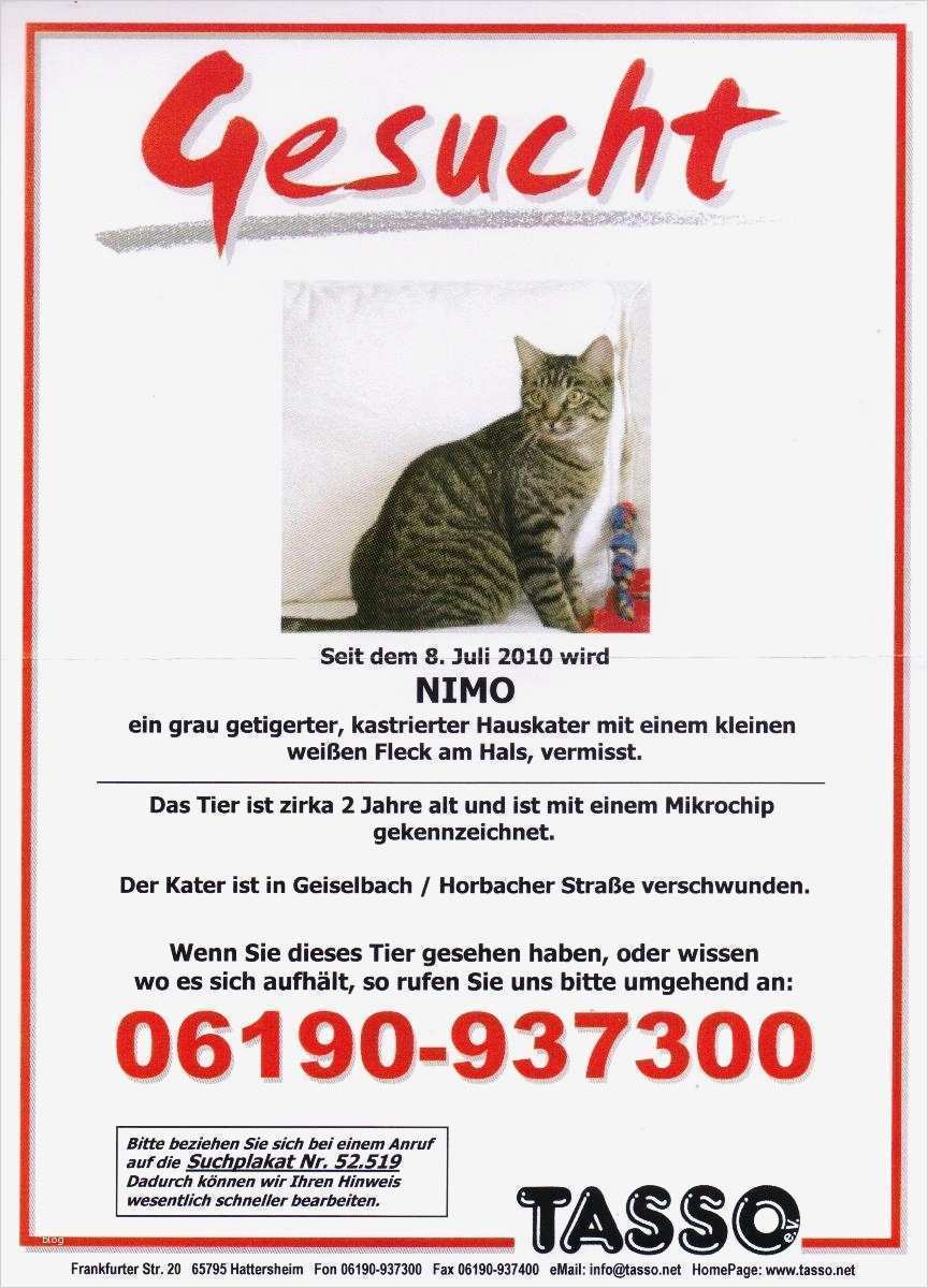 Der 2 jährige Kater Nimo wird seit dem 08 07 10 vermisst